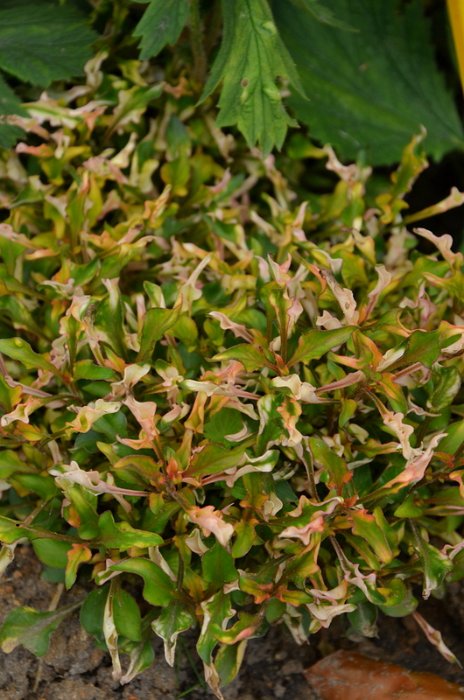 Alternanthera tricolor 'Rosea'